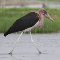 Marabou Stork